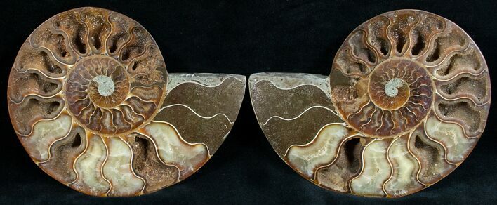 Stunning Cut & Polished Ammonite #6879